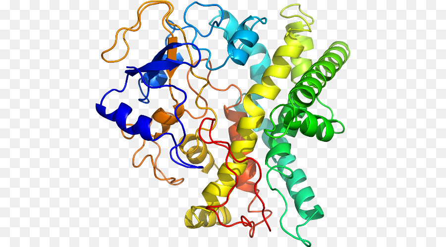 Protein，Molekül PNG