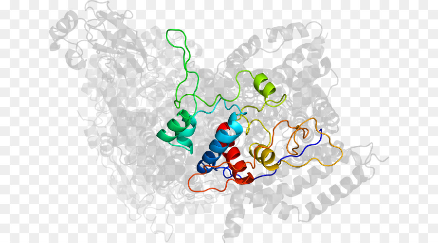 Protein Yapısı，Molekül PNG