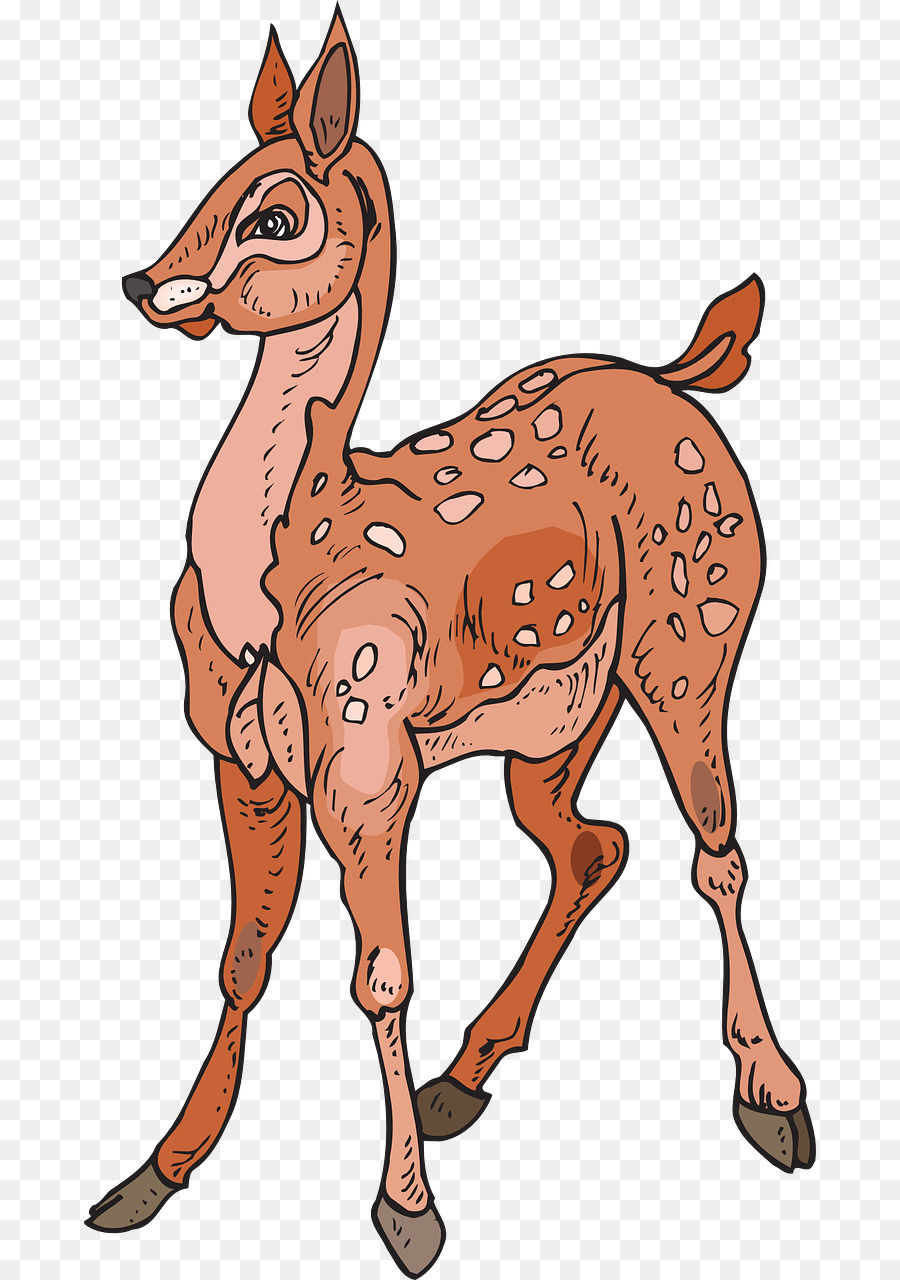 Geyik，Whitetailed Geyik PNG