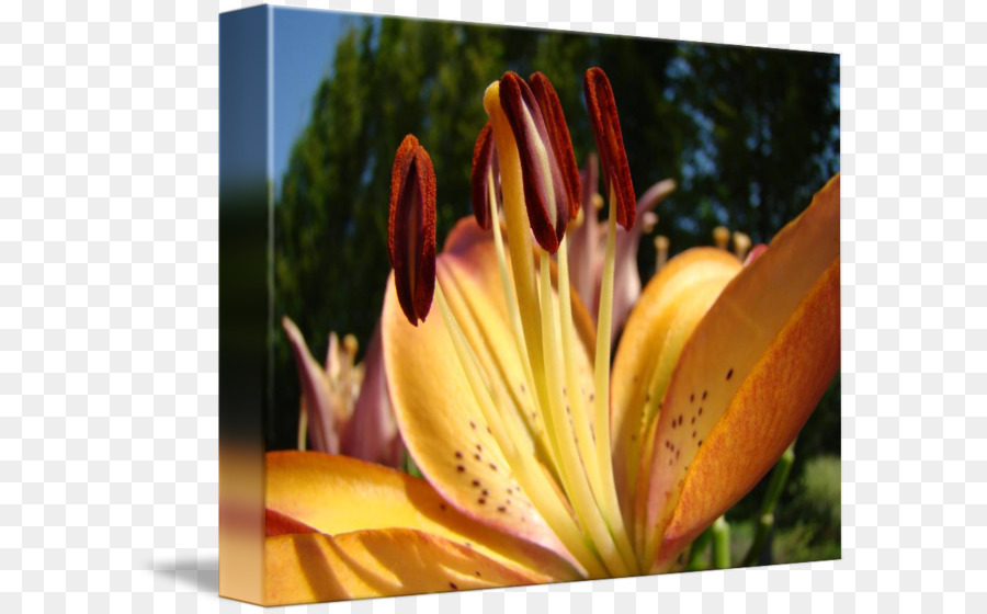 Daylily，Kır çiçeği PNG