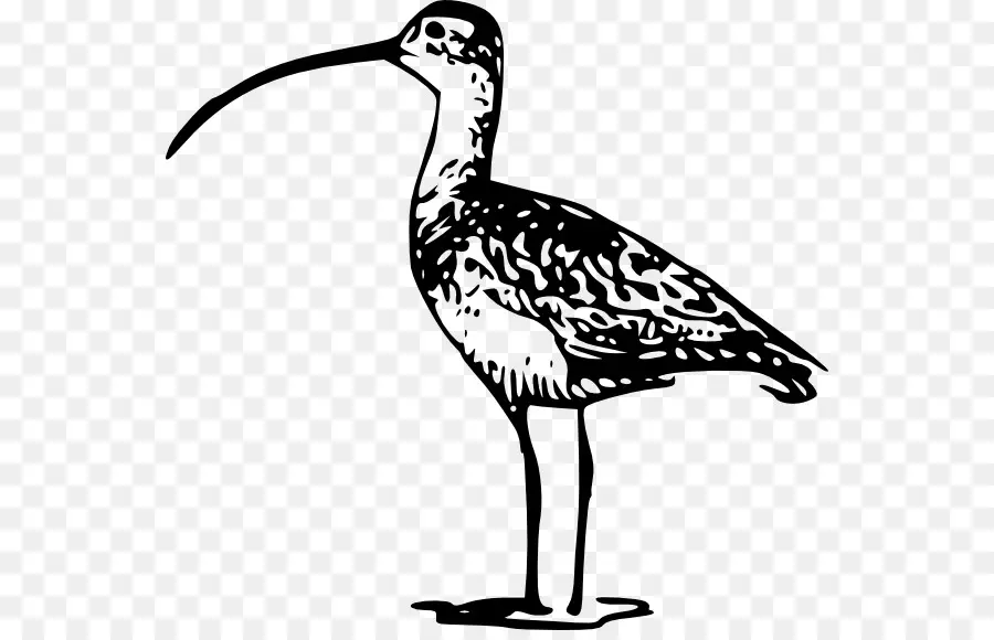 Kuş，Uzun Faturalanmış Kocagöz PNG