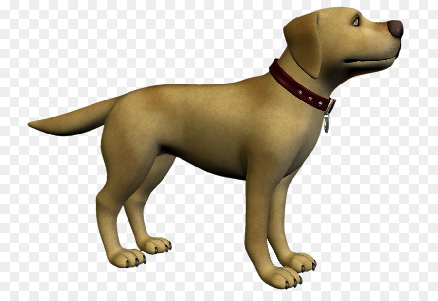 Labrador Retriever，Köpek Yavrusu PNG