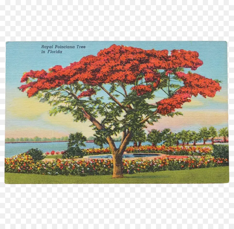 Ağaç，Royal Poinciana PNG