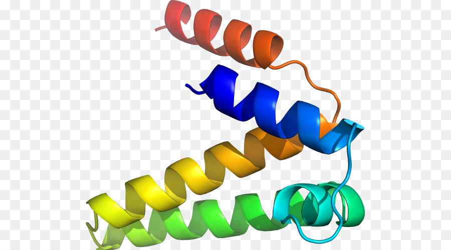 Protein Yapısı，Molekül PNG