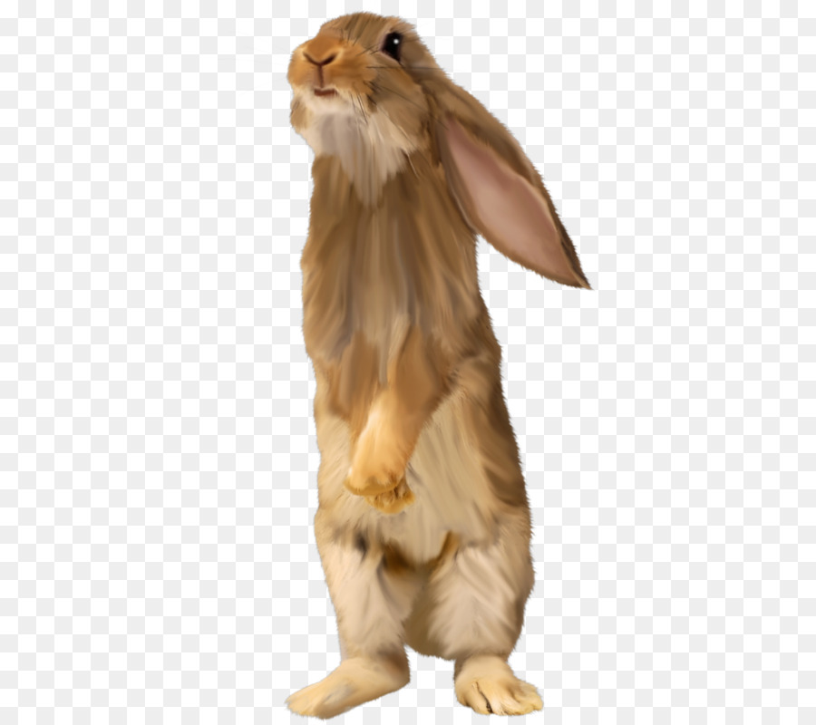 Yerli Tavşan，Tavşan PNG