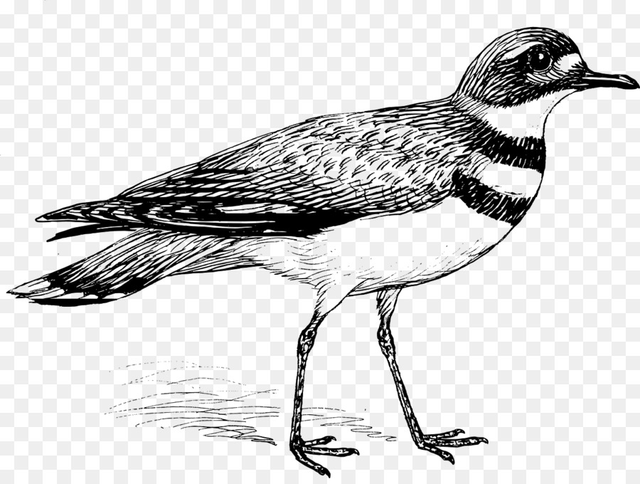 Kuş，Boyama Kitabı PNG