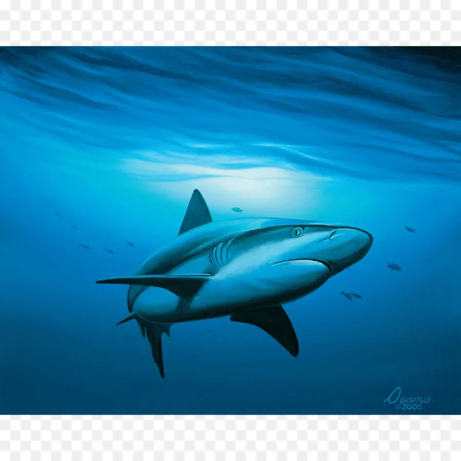 Büyük Beyaz Köpekbalığı，Köpekbalığı PNG