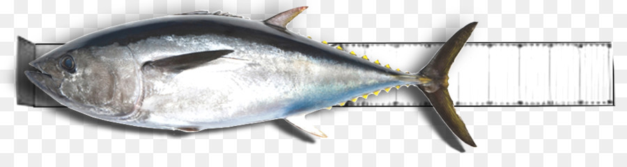 Balık，Deniz ürünleri PNG