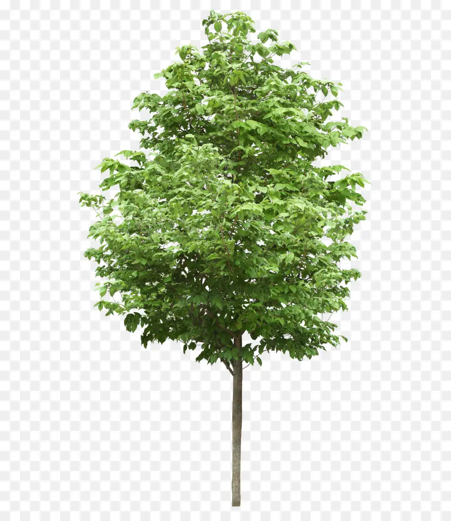 Küçük Ağaçlar，Huş PNG