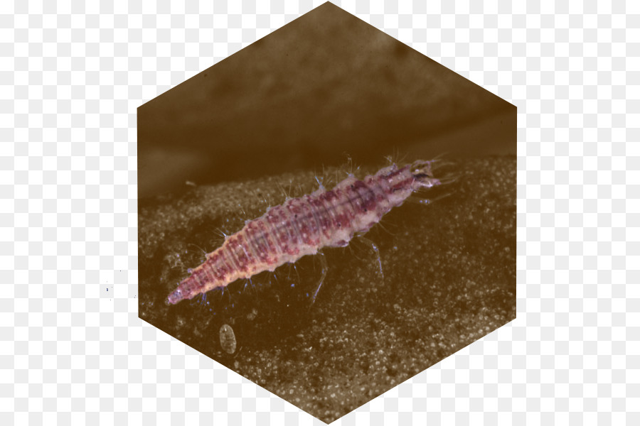 Bahçe，Chrysoperla Carnea PNG