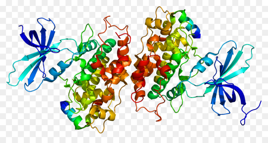 Protein Yapısı，Molekül PNG