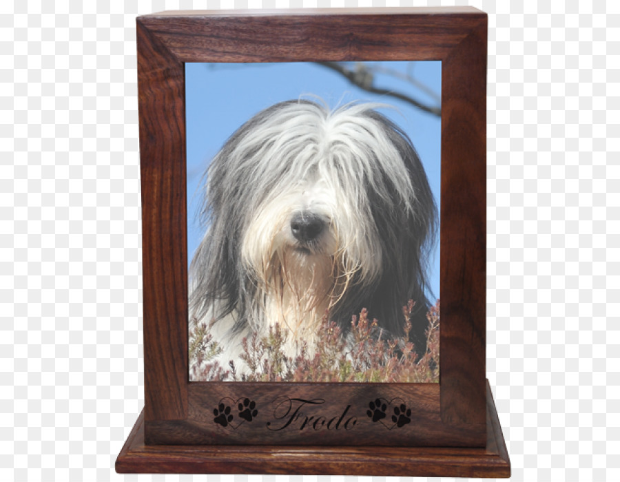 Sakallı Collie，Tibet Terrier PNG