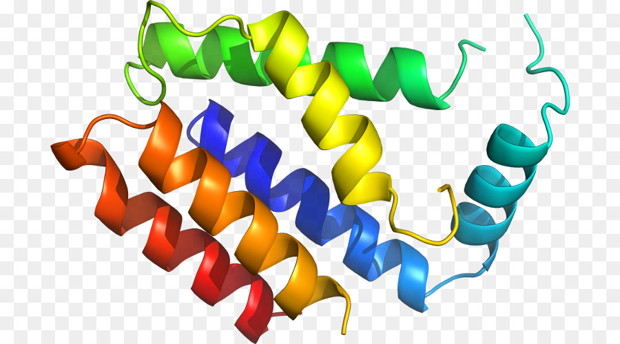 Protein Sarmalı，Molekül PNG