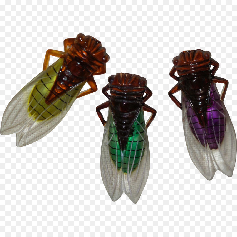 Böcek，Cicadoidea PNG