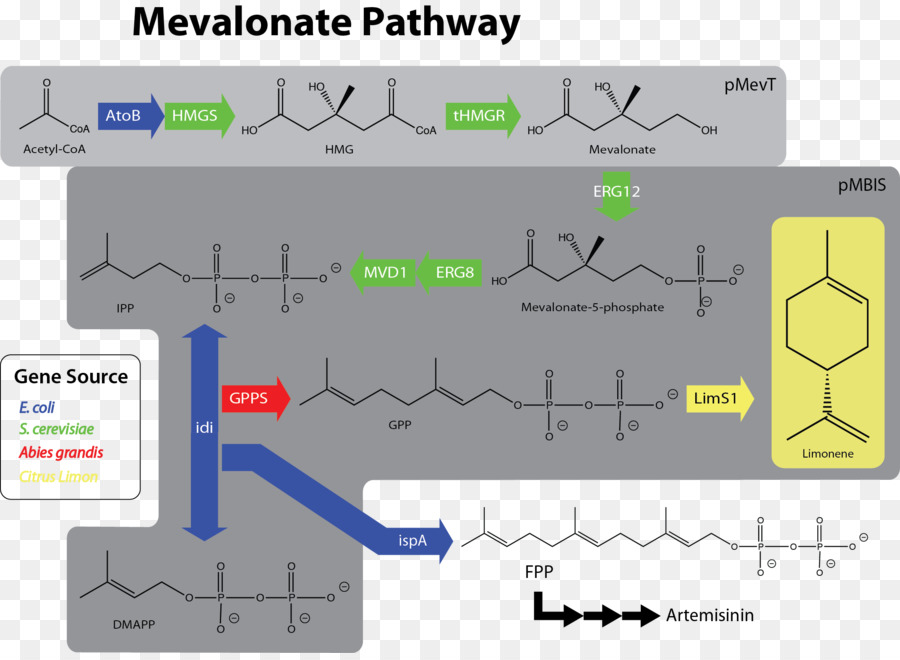 Mevalonat Yolu，Limonen PNG