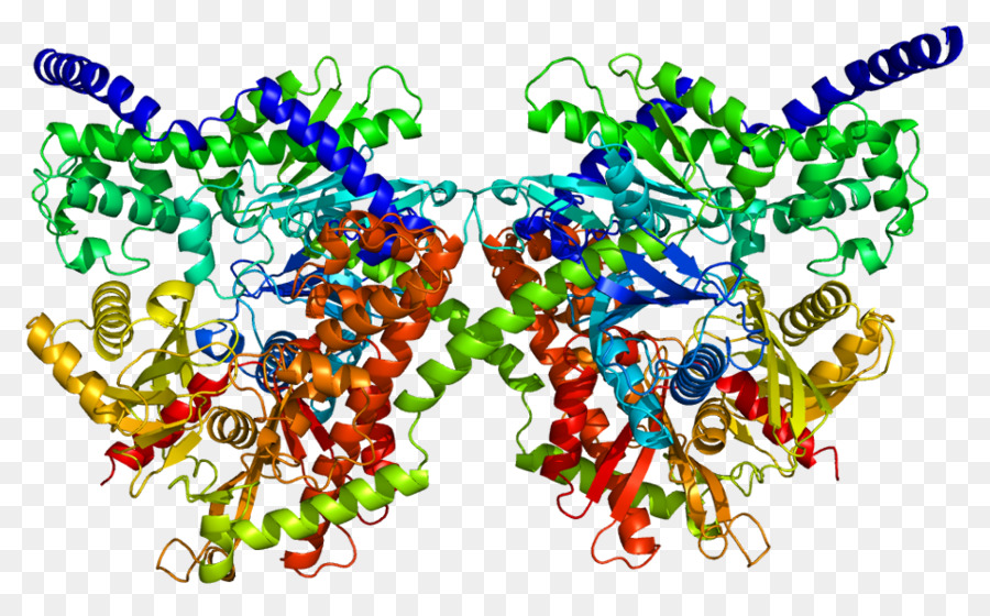 Protein Yapısı，Molekül PNG