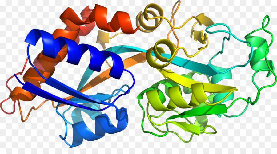 Protein Yapısı，Molekül PNG