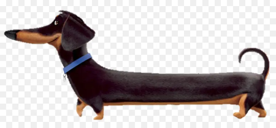 Köpek，Dachshund PNG