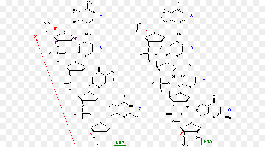 Dna Ve Rna Yapıları，Molekül PNG