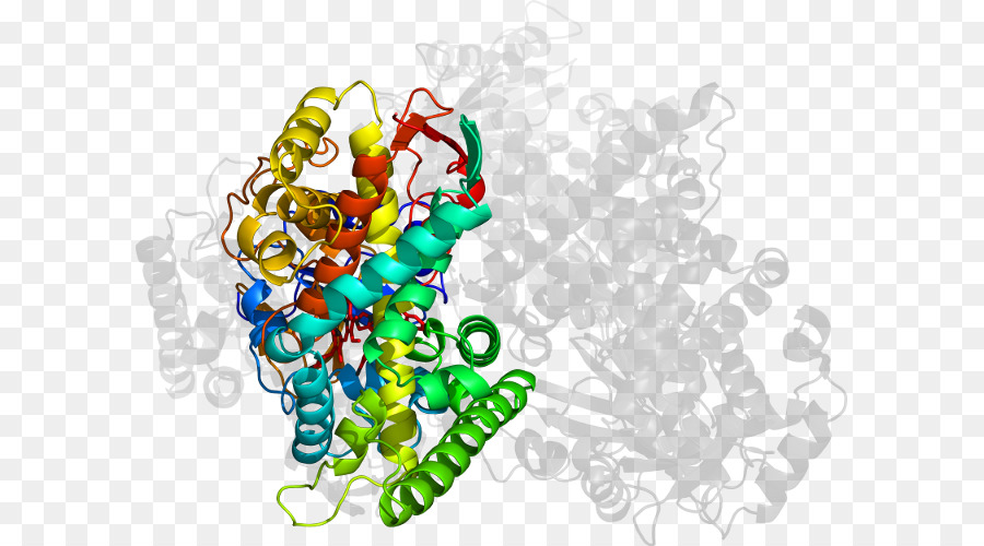 Protein Yapısı，Molekül PNG