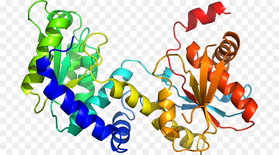 Protein Yapısı，Molekül PNG