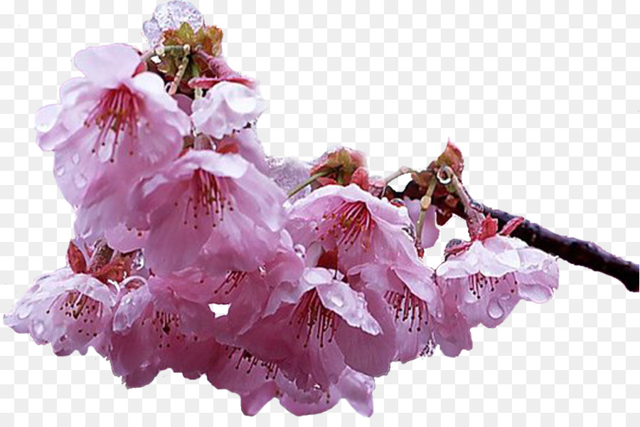 Kiraz çiçeği，Bahçe PNG