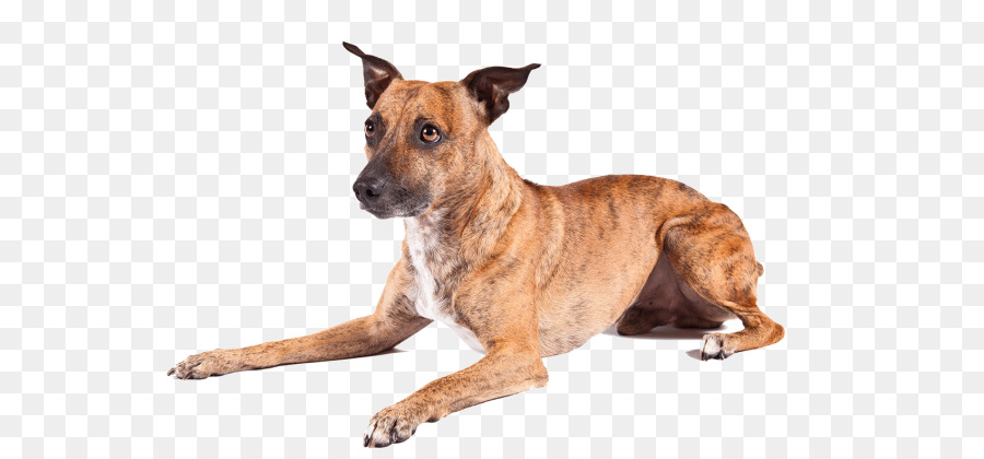 Köpek ırkı，Amerikan Tüysüz Terrier PNG