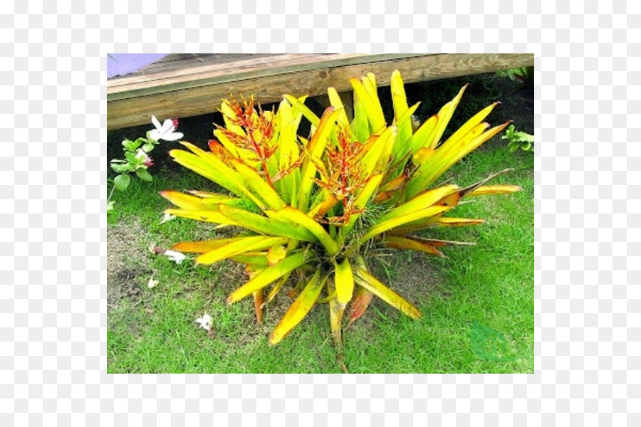 Bromelia，Atlantik Ormanı PNG