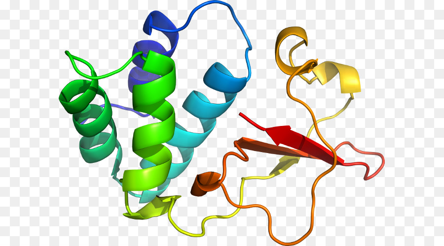 Protein Yapısı，Molekül PNG