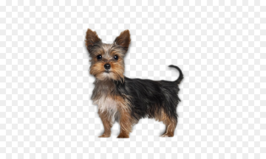 Yorkshire Terrier，Boston Terrier PNG