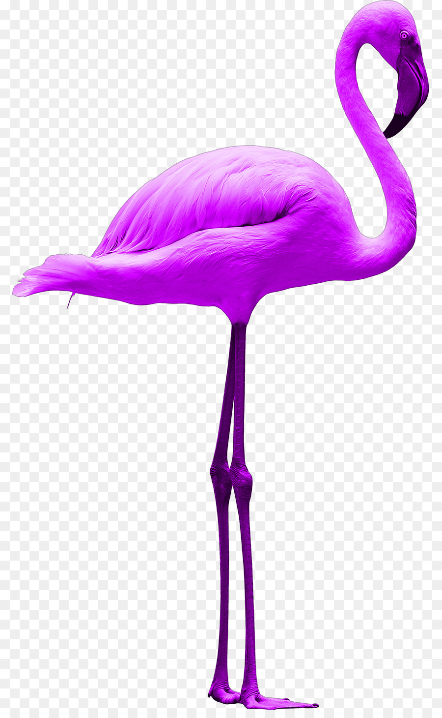 Flamingolar，Marka PNG