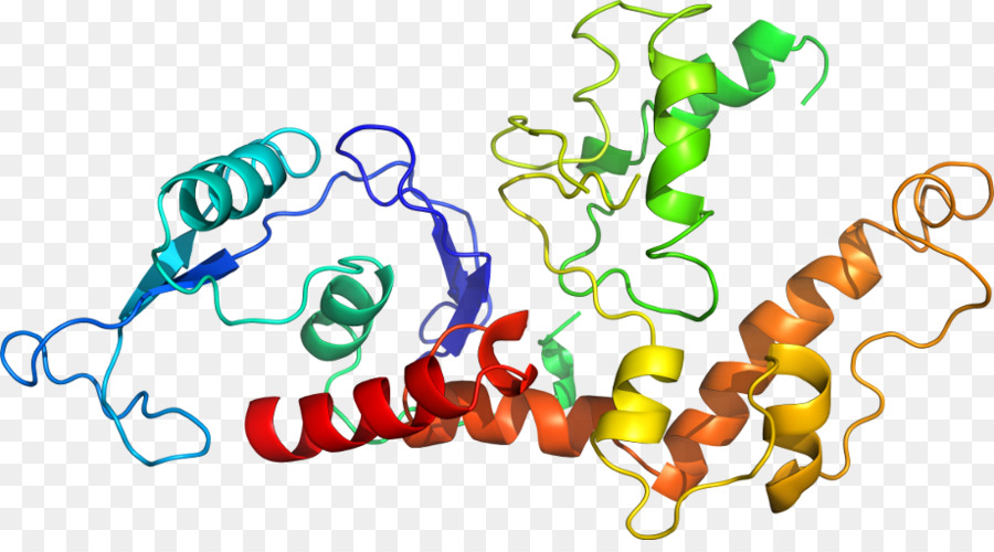 Protein Yapısı，Molekül PNG