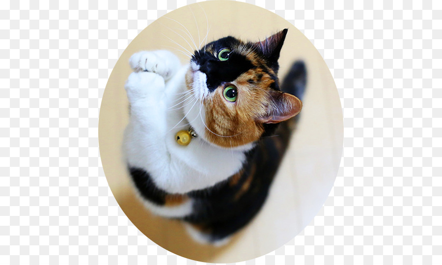 Kedi，Kaplan PNG