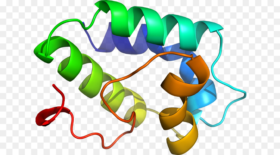 Protein Yapısı，Molekül PNG