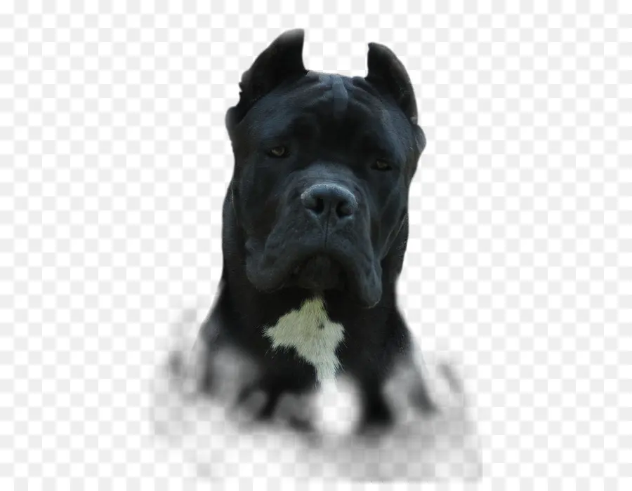 Cane Corso，Av Kanaryası PNG