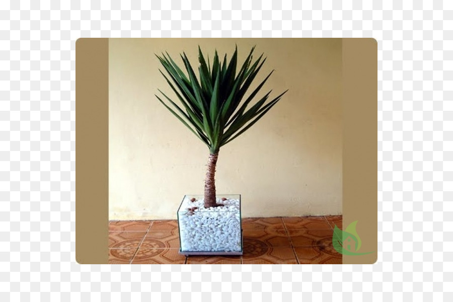 Arecaceae，Saksı PNG