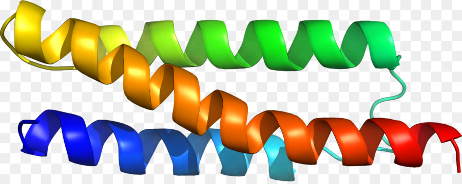 Protein Sarmalı，Molekül PNG