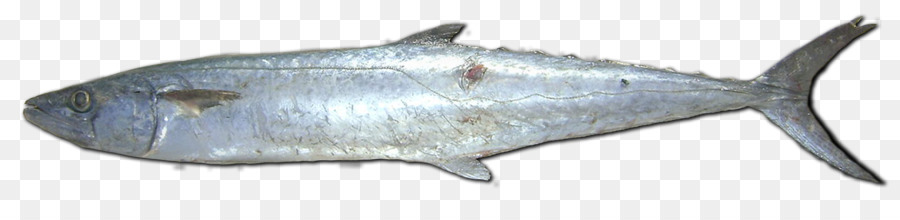 Milkfish，Köpekbalığı PNG