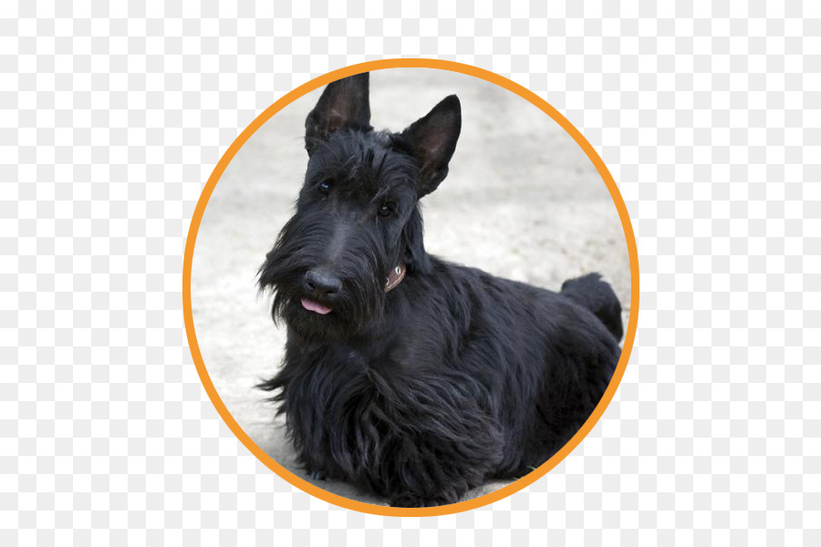 Minyatür Schnauzer，İskoç Terrier PNG