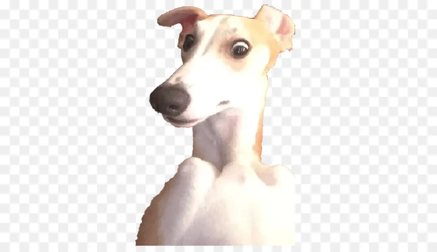 Köpek，Evcil Hayvan PNG