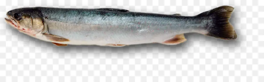 Sardalya，Balık ürünleri PNG