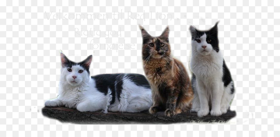 Bıyıkları，Maine Coon PNG