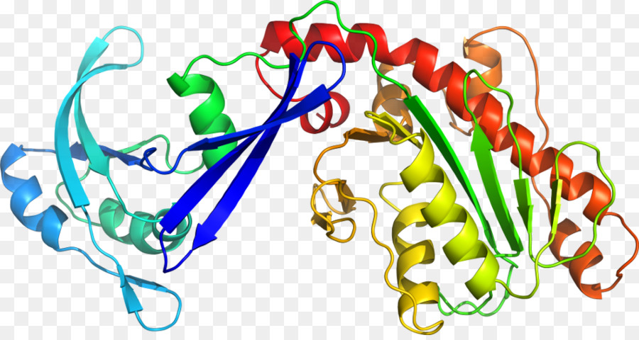 Protein Yapısı，Molekül PNG