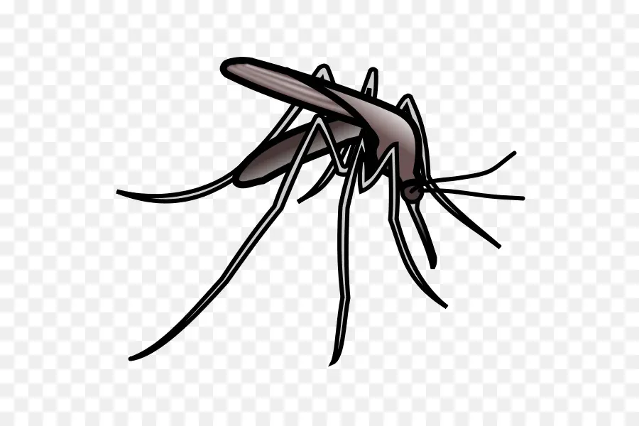 Sivrisinek，Web Tarayıcı PNG