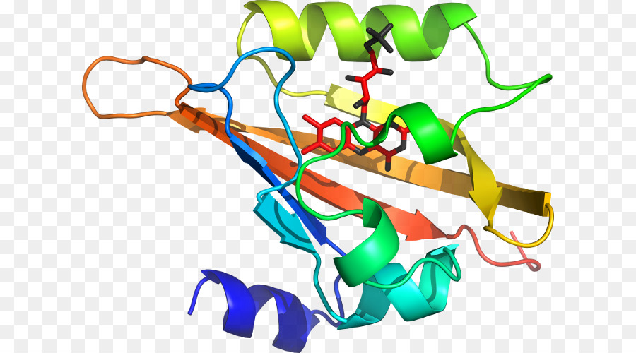 Protein Yapısı，Biyoloji PNG