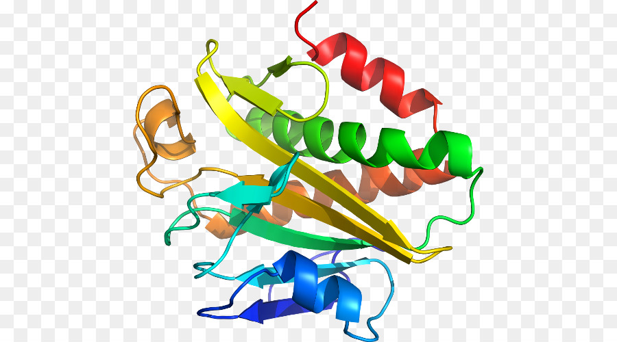 Protein Yapısı，Molekül PNG