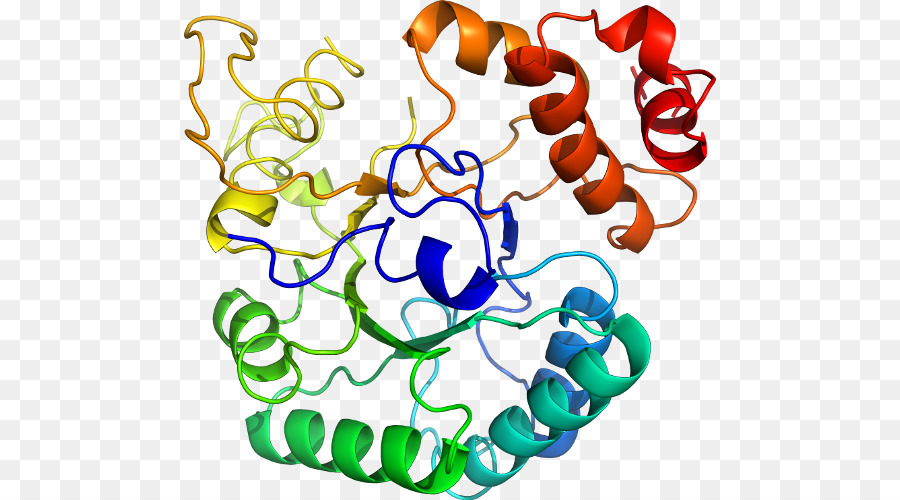 Protein，Molekül PNG