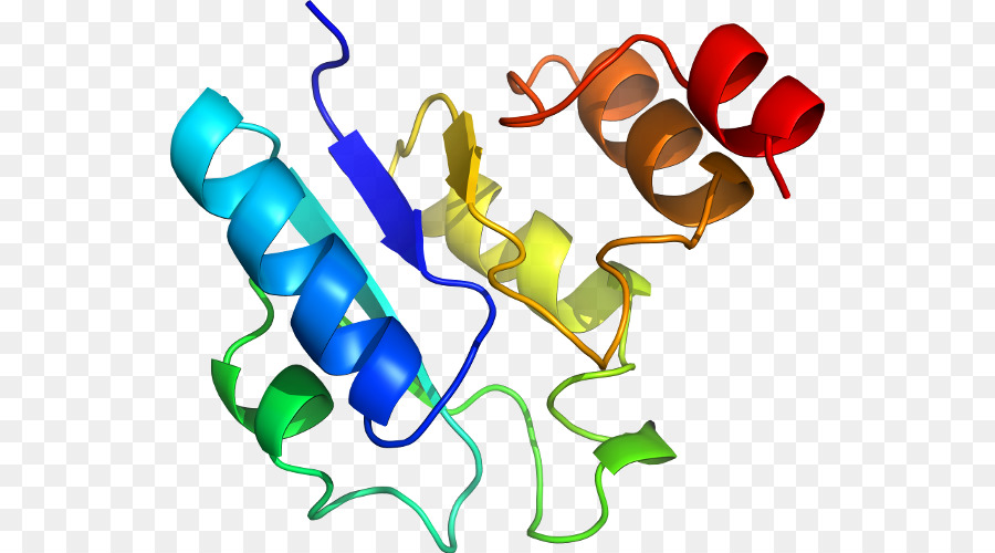 Protein Yapısı，Molekül PNG