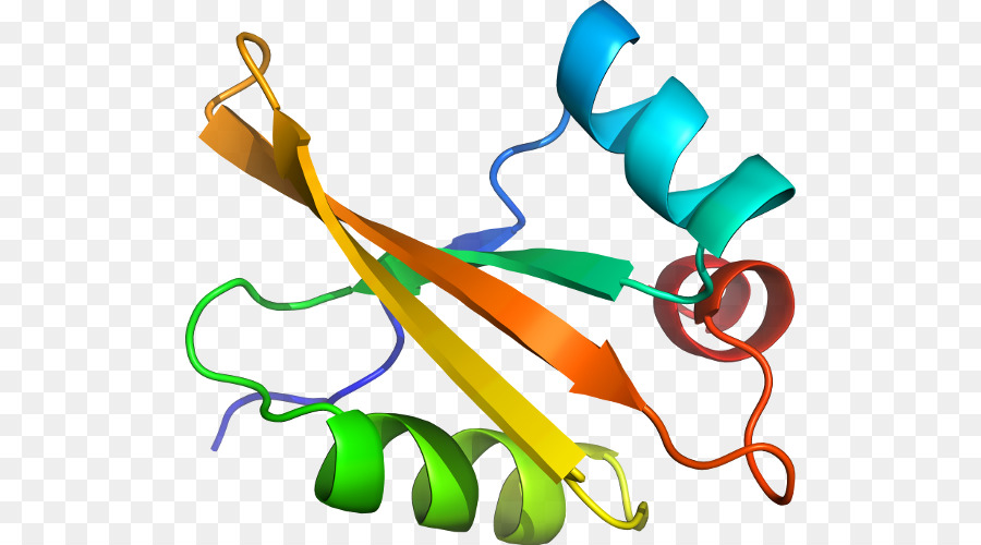 Protein Yapısı，Molekül PNG