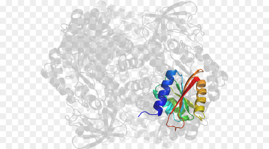 Protein Yapısı，Molekül PNG